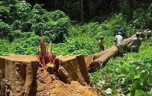 红木家具 红木家具